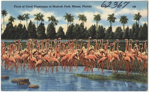Flock of coral flamingos at Hialeah Park, Miami, Florida