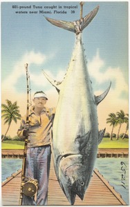 601 pound tuna caught in tropical waters near Miami, Florida