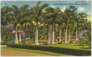 Royal palm lined drive, Miami Florida
