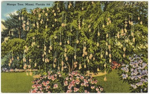 Mango tree, Miami, Florida