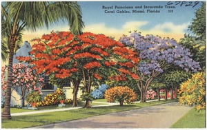 Royal Poinciana and jacaranda trees, Coral Gables, Miami, Florida