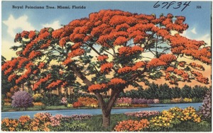 Royal Poinciana tree, Miami, Florida