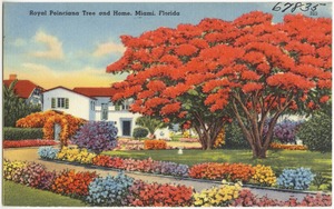 Royal Poinciana tree and home, Miami, Florida
