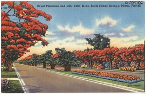 Royal Poinciana and date palm trees, South Miami Avenue, Miami, Florida