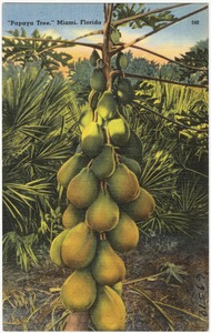 "Papaya tree," Miami, Florida