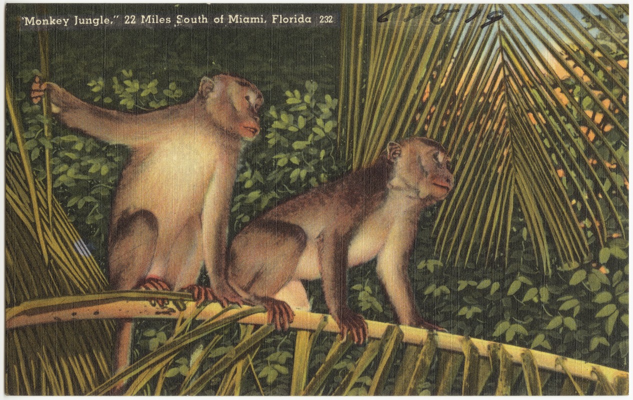 "Monkey jungle," 22 miles south of Miami, Florida
