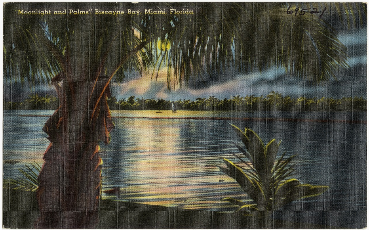 "Moonlight and palms," Biscayne Bay, Miami, Florida