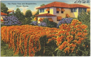 The flame vine and bougainvillea, Miami, Florida