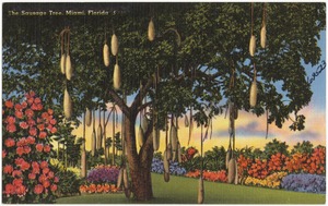 The sausage tree, Miami, Florida