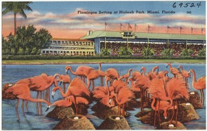 Flamingos setting at Hialeah Park, Miami, Florida