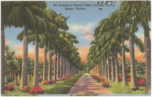An avenue of royal palms, coconut grove, Miami, Florida
