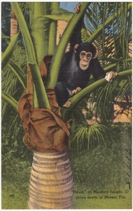 "Treed" at monkey jungle, miles south of Miami Florida