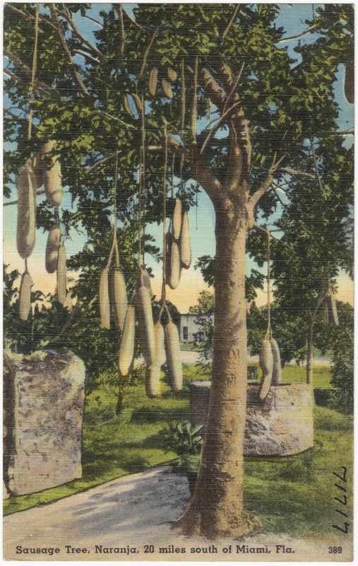 Sausage tree, Naranja, 20 miles south of Miami, Florida