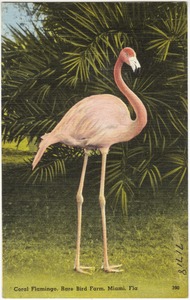 Coral flamingo, rare bird farm, Miami, Florida
