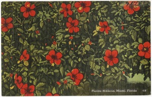 Florida hibiscus, Miami, Florida