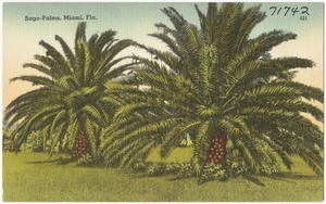 Sago palms, Miami, Florida