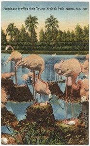 Flamingos feeding their young, Hialeah Park, Miami, Florida