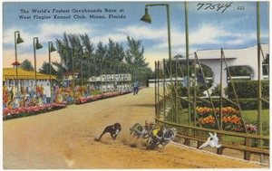 The World's fastest greyhounds race at West Flagler Kennel Club, Miami, Florida