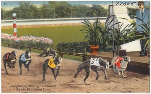 Greyhound racing in Florida at the finish line