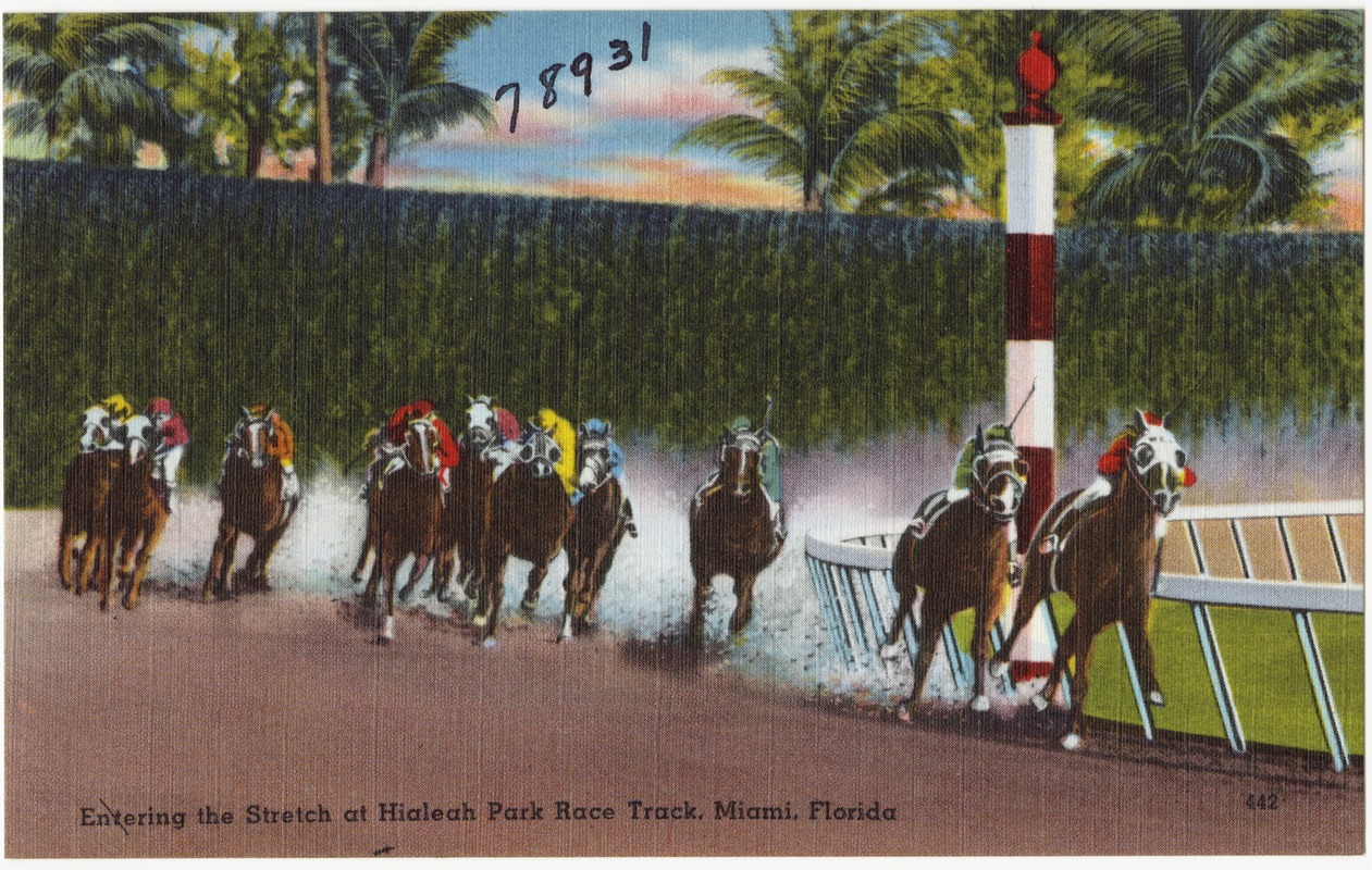 Entering the stretch at Hialeah Park race track, Miami, Florida