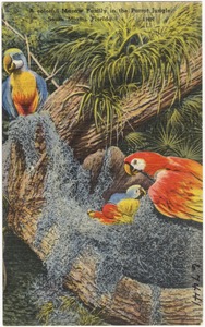 A colorful macaw family in the parrot jungle, South Miami, Florida