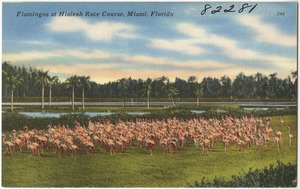 Flamingos at Hialeah race course, Miami, Florida