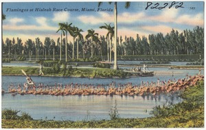 Flamingos at Hialeah race course, Miami, Florida