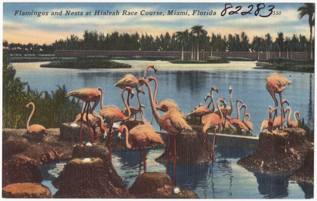 Flamingos and nests at Hialeah race course, Miami, Florida Digital