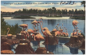 Flamingos and nests at Hialeah race course, Miami, Florida