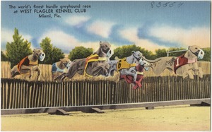 The world's finest hurdle greyhound race at West Flagler Kennel Club, Miami, Florida