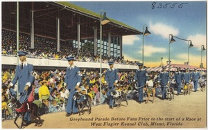 Greyhound parade before fans prior to the start of a race at West Flagler Kennel Club, Miami, Florida