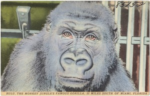 Bulu, the Monkey Jungle's famous gorilla, 22 miles south of Miami, Florida