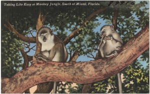 Taking life easy at Monkey Jungle, south of Miami, Florida