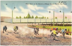 Wide open on the stretch at Miami Beach, Florida dog track