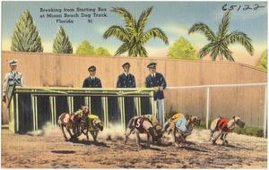 Breaking from the starting box at Miami Beach dog track, Florida