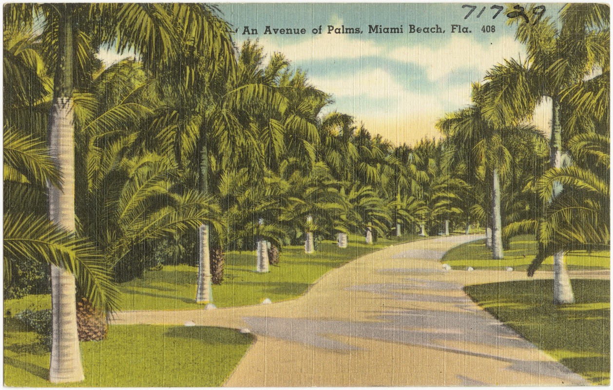 An avenue of palms, Miami Beach, Florida