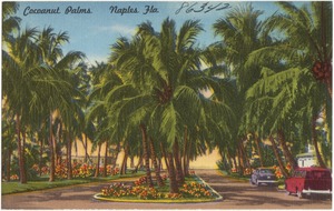 Cocoanut palms, Naples, Florida