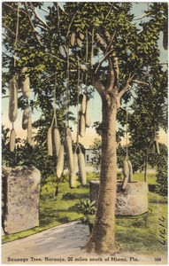 Sausage tree, Naranja, 20 miles south of Miami, Florida