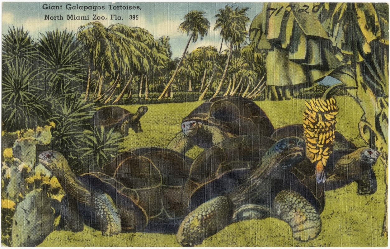Giant Galapagos tortoises, North Miami Zoo, Florida