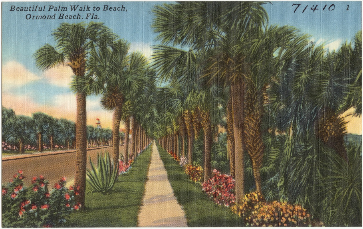 Beautiful palm walk to beach, Ormond Beach, Florida