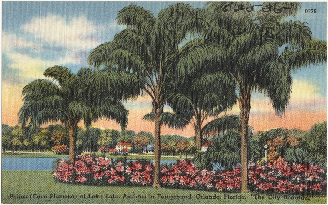 Palms (Coco Plumosa) at Lake Eola, azaleas in foreground, Orlando, Florida,  the city beautiful - Digital Commonwealth