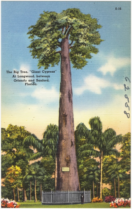 The big tree, "Giant Cypress," at Longwood between Orlando and Sanford, Florida
