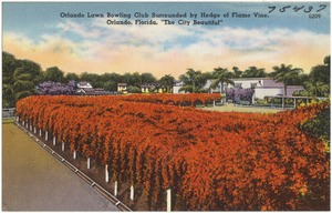 Orlando lawn bowling club surrounded by hedge of flame vine, Orland, Florida, "the city beautiful"
