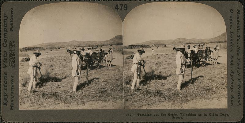 Treading out the grain, threshing as in olden days, Greece