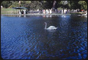 Swan, Boston Public Garden