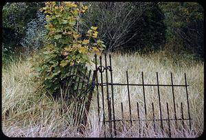 Iron gate in grass, Martha's Vineyard