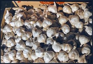 Box of garlic bulbs