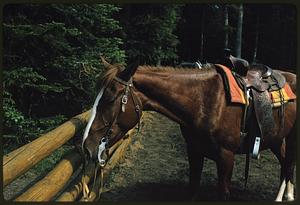Side view of horse standing at fence, British Columbia