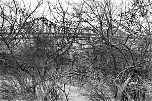 Bridge thru trees