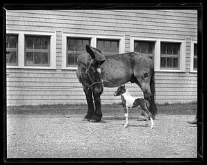Ring and Small Package Jr. at Vacation Farm in Methuen